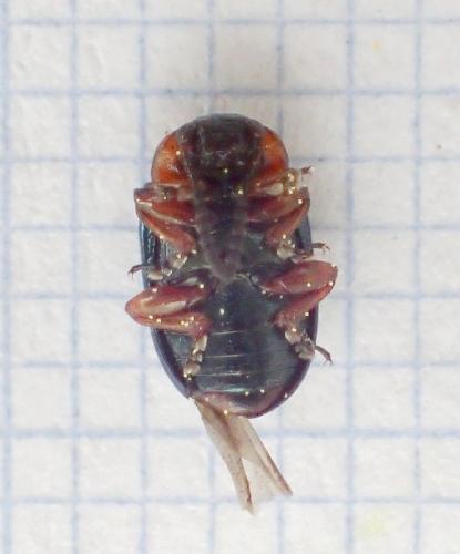 Réf. 227 688 : Gastrophysa polygoni